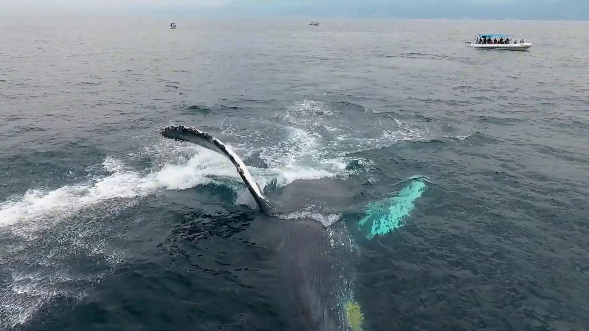 Whale watching tour in Kaikoura