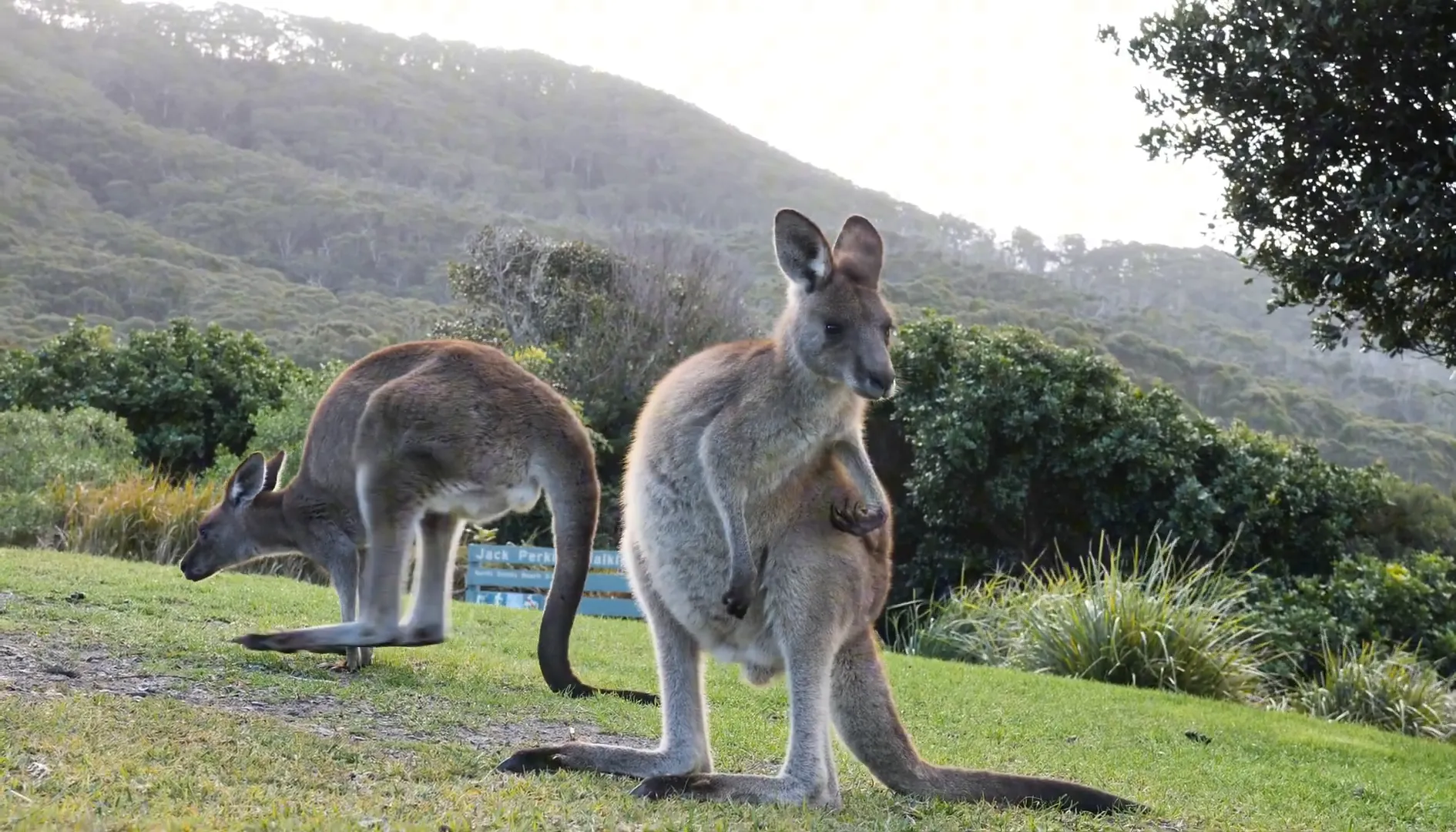 Featherdale Wildlife Park kangaroo encounter