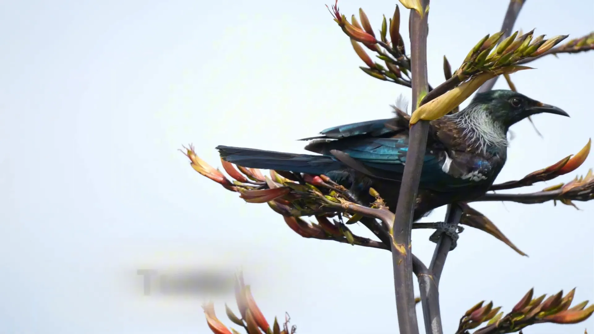 Kapiti Island forest and native birds