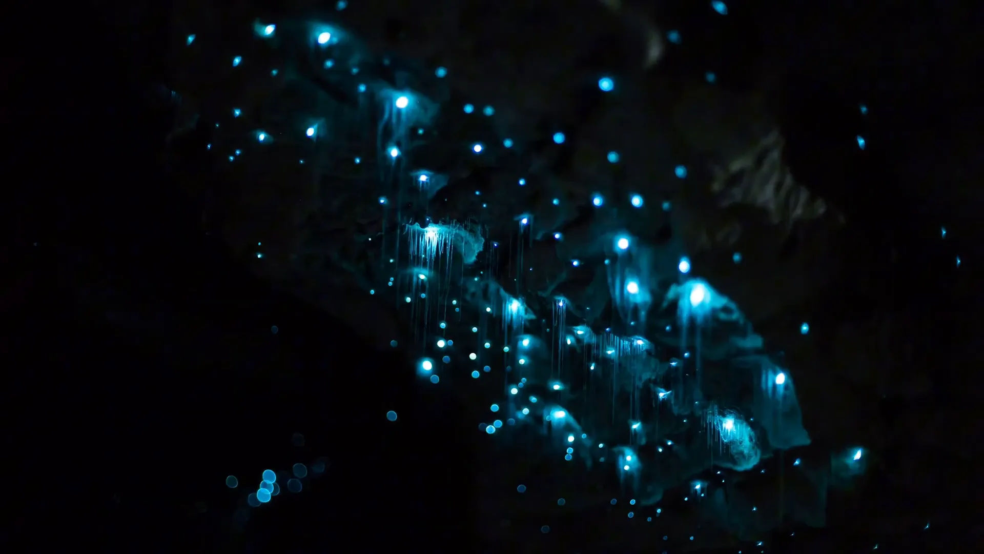 Glowworms inside Waitomo caves