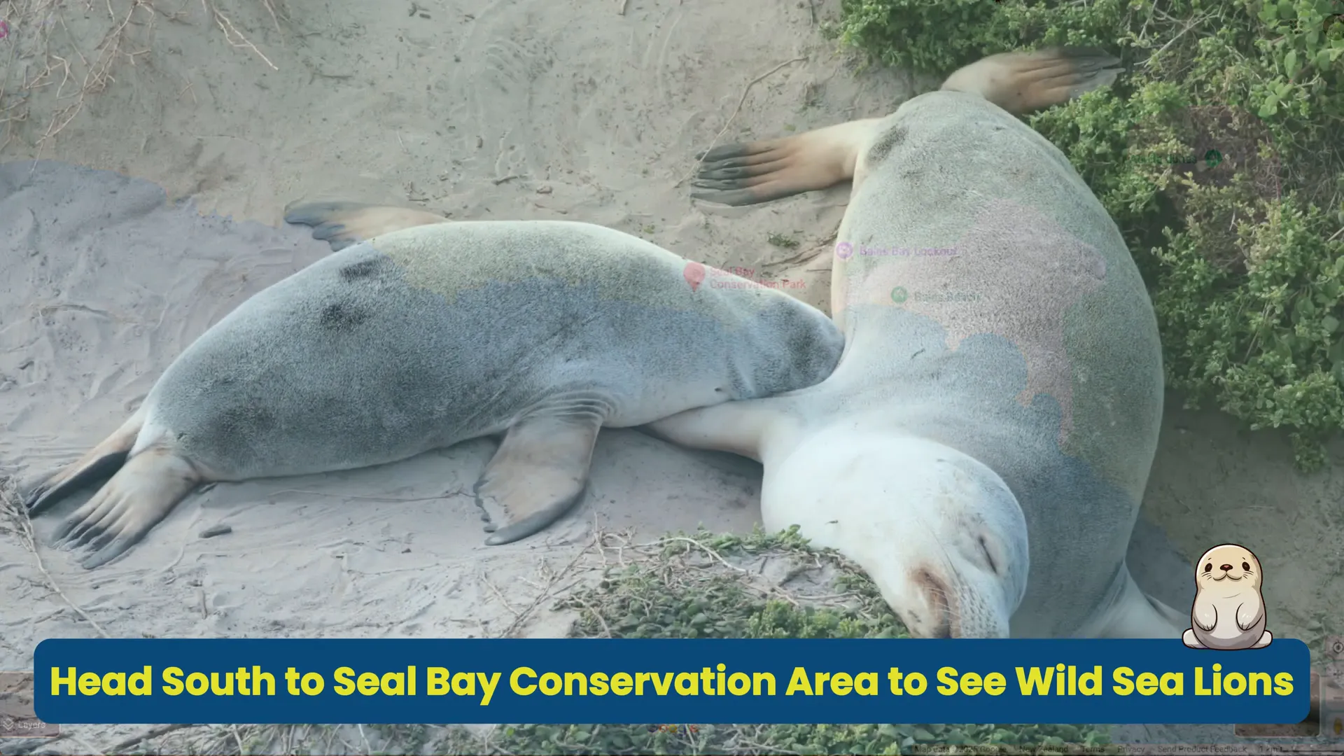 Sea lions at Seal Bay