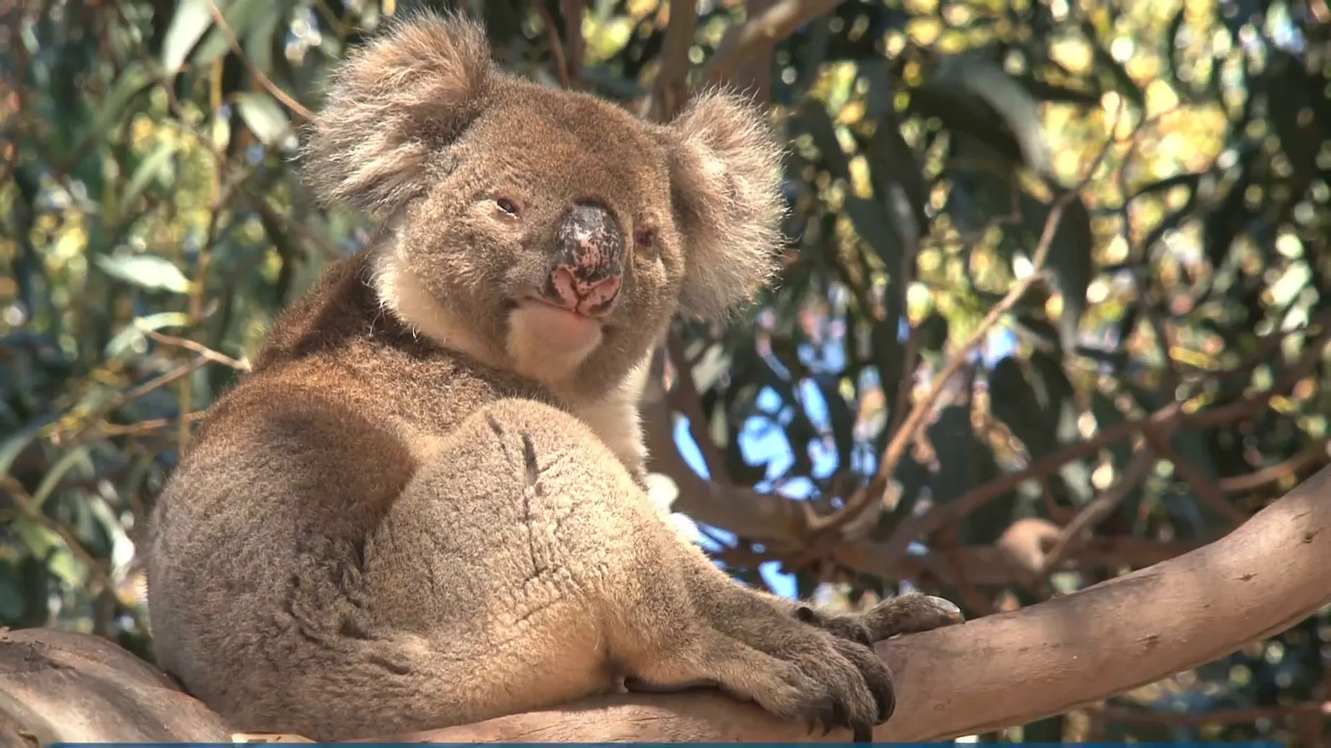 Koalas in natural habitat