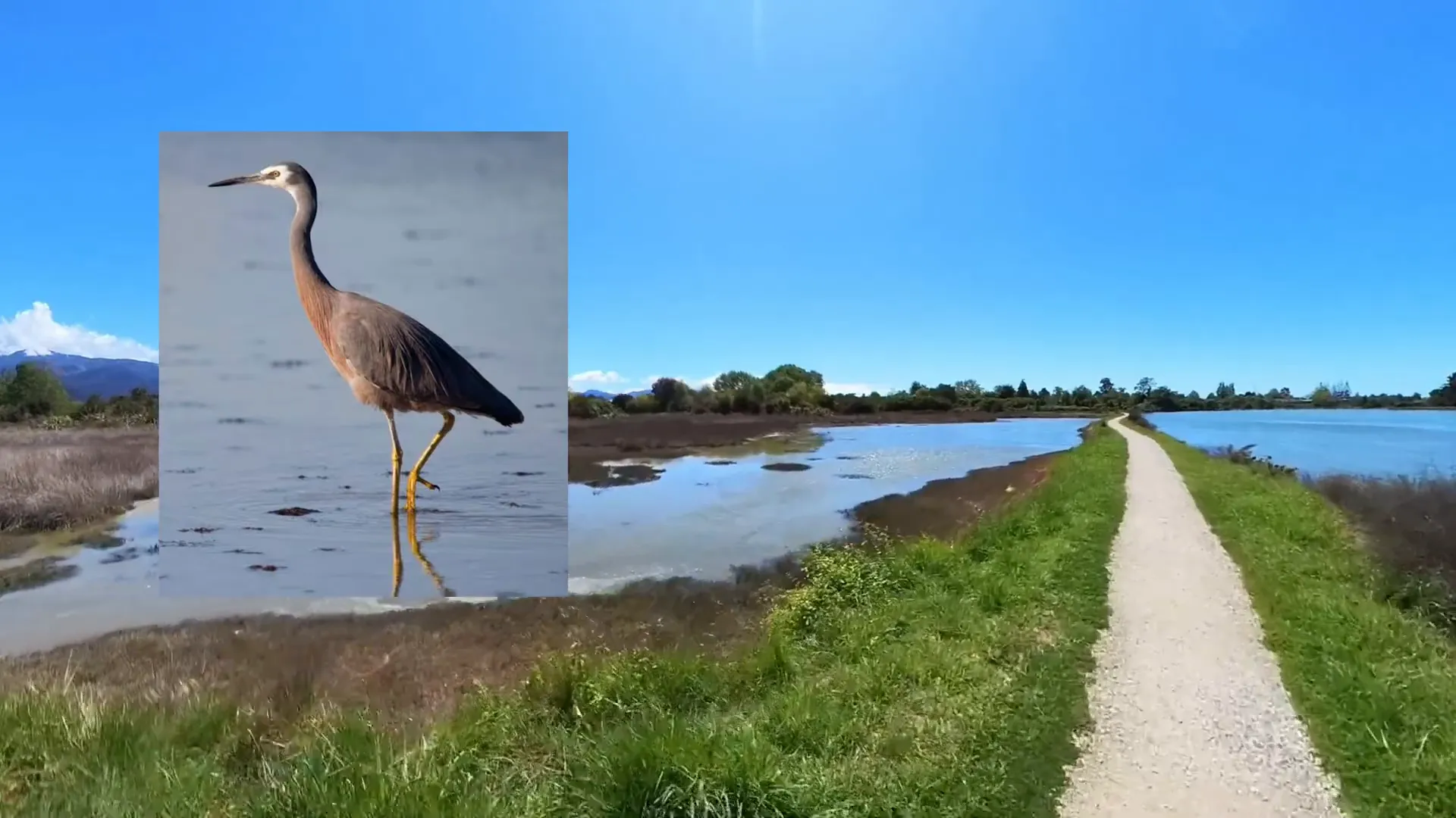 White-faced herons along the shoreline of Motueka