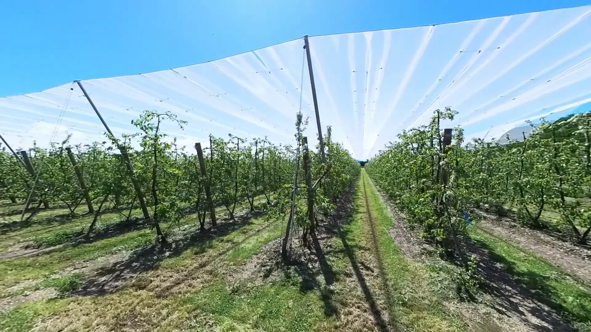 Fruit orchard in bloom near Motueka