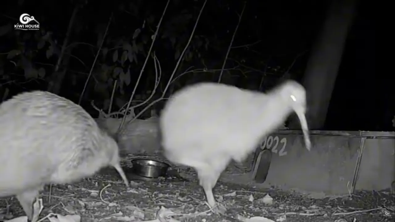 Close-up of kiwi silhouette in a night house