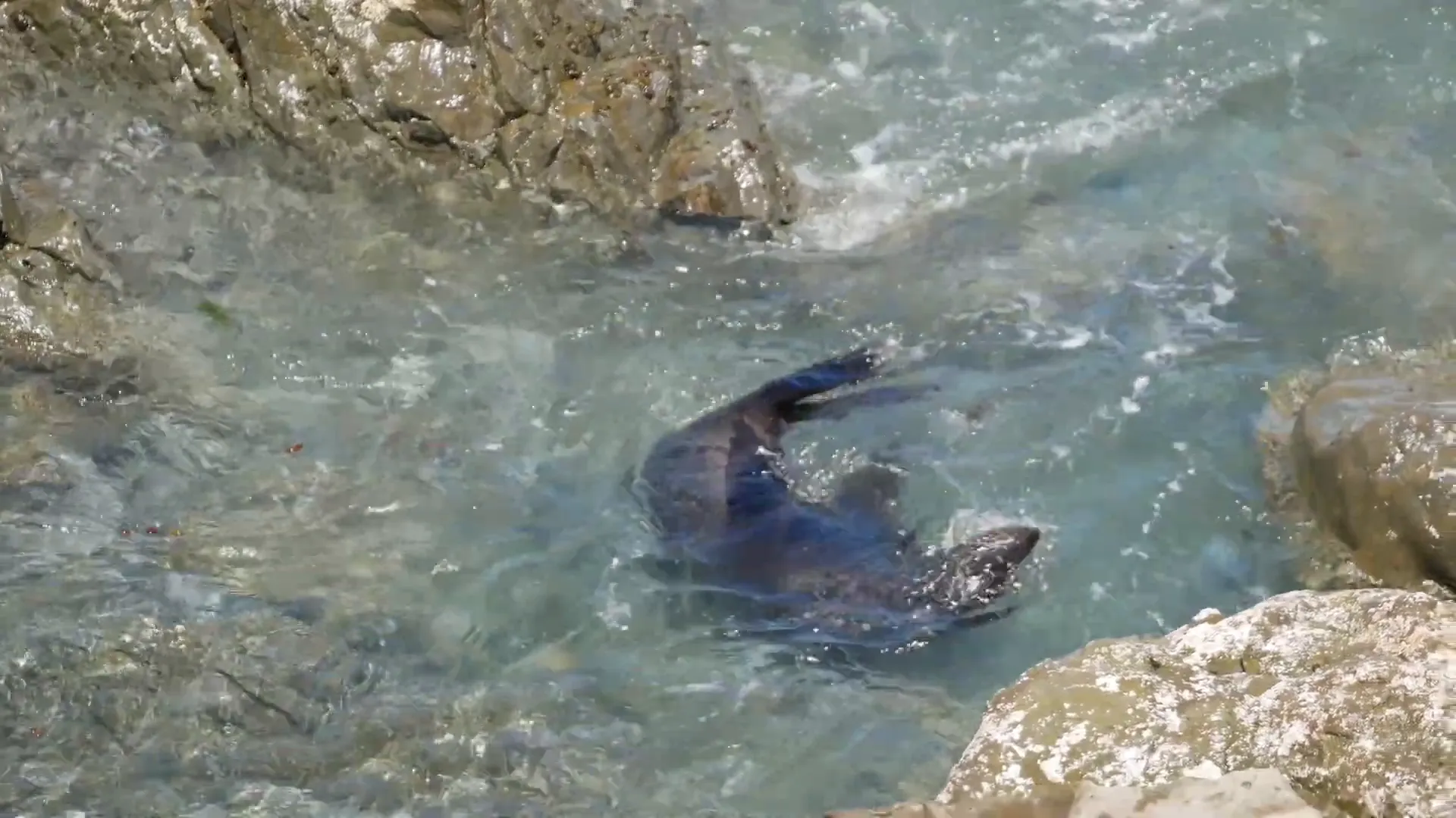 Cape Foulwind coastal walk with seal colony