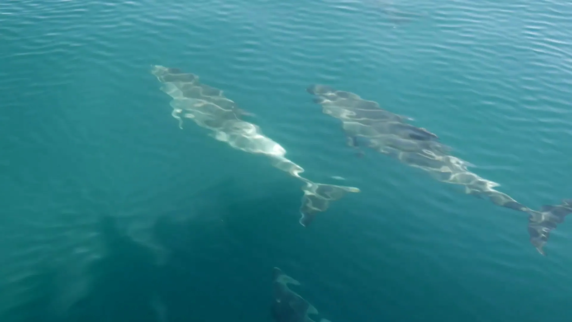 Whale watching in Kaikoura