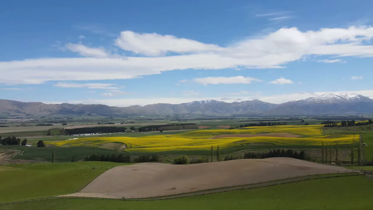 Rolling Canterbury fields with bands of yellow canola, green pasture and distant snow-capped Southern Alps under a blue sky.