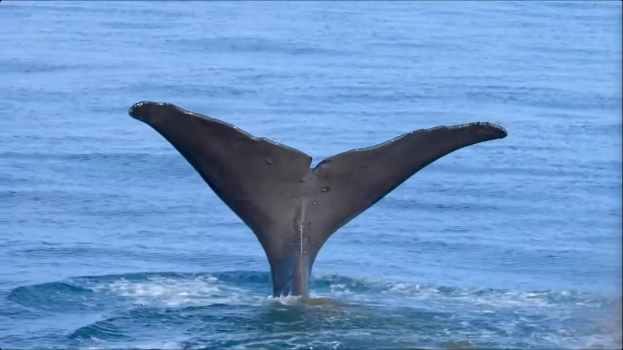 Close-up of a whale tail (fluke) lifted above the ocean surface during a whale watching trip