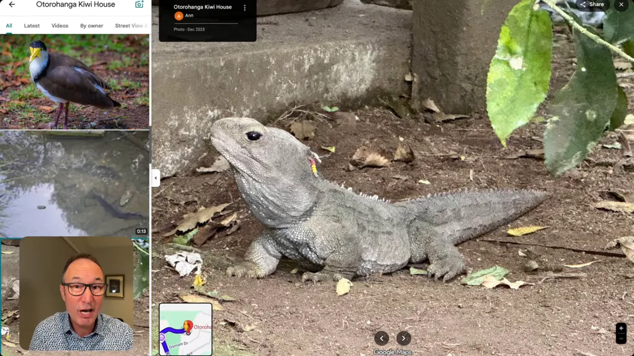 Close-up photo of a tuatara resting on the ground at Otorohanga Kiwi House.