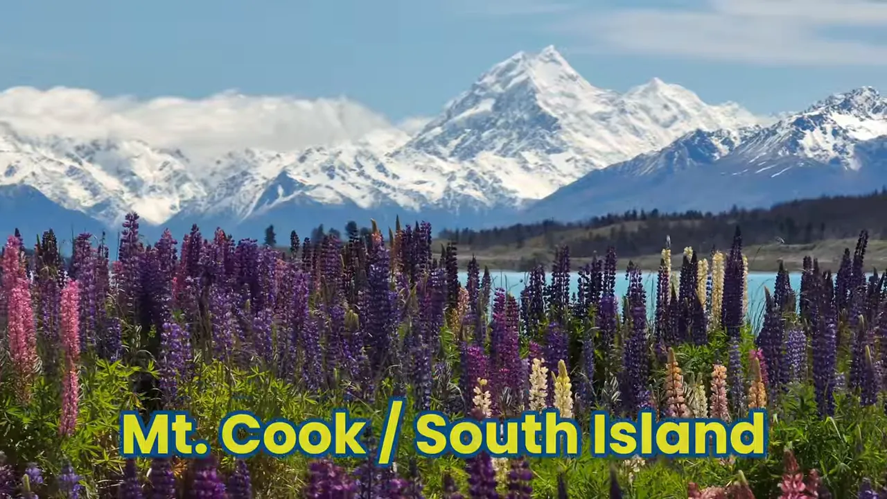 Mount Cook (Aoraki) with colorful lupin flowers and turquoise lake in the foreground, South Island New Zealand.