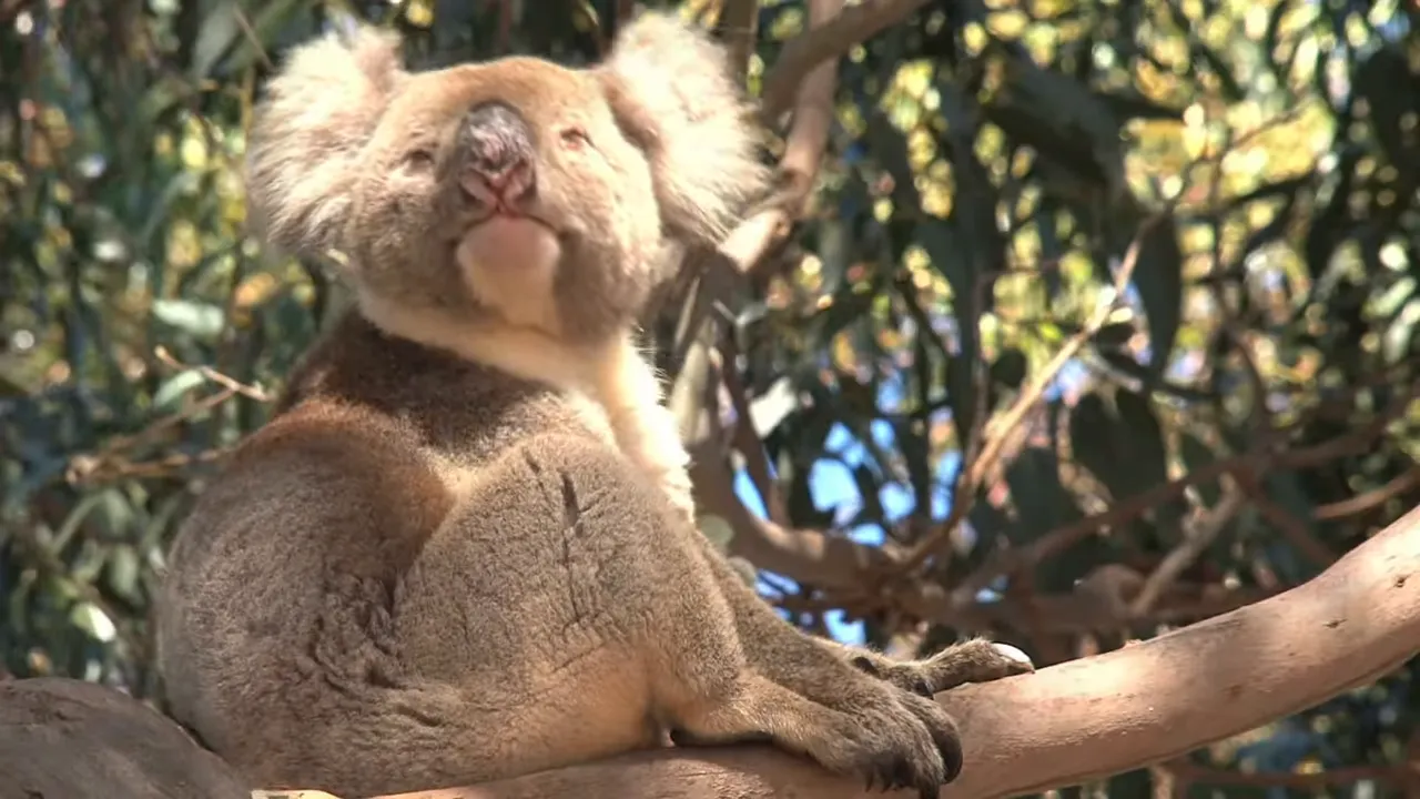 close-up of a koala sitting on a eucalyptus branch among leaves