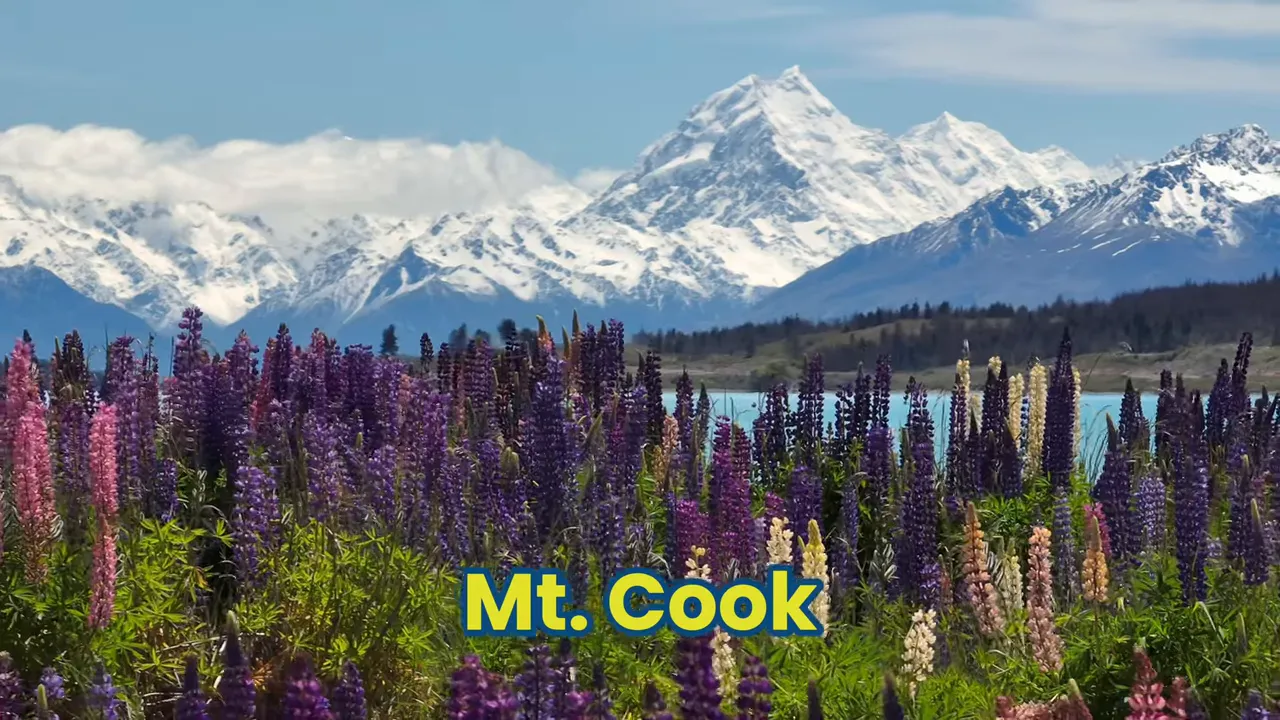 Snow-capped Mt. Cook behind fields of purple and pink lupin flowers with a blue lake