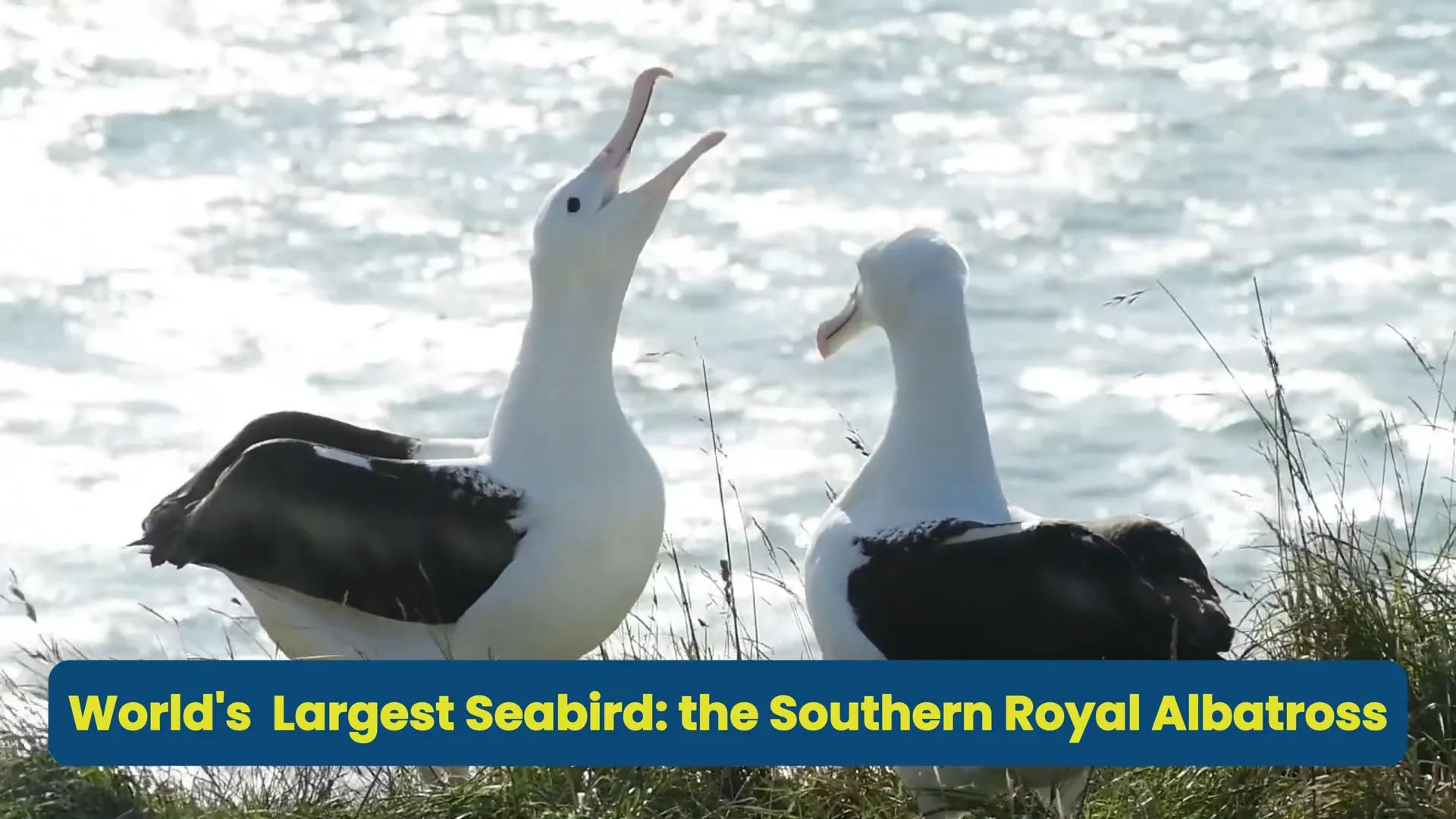 Southern Royal Albatross on Otago Peninsula