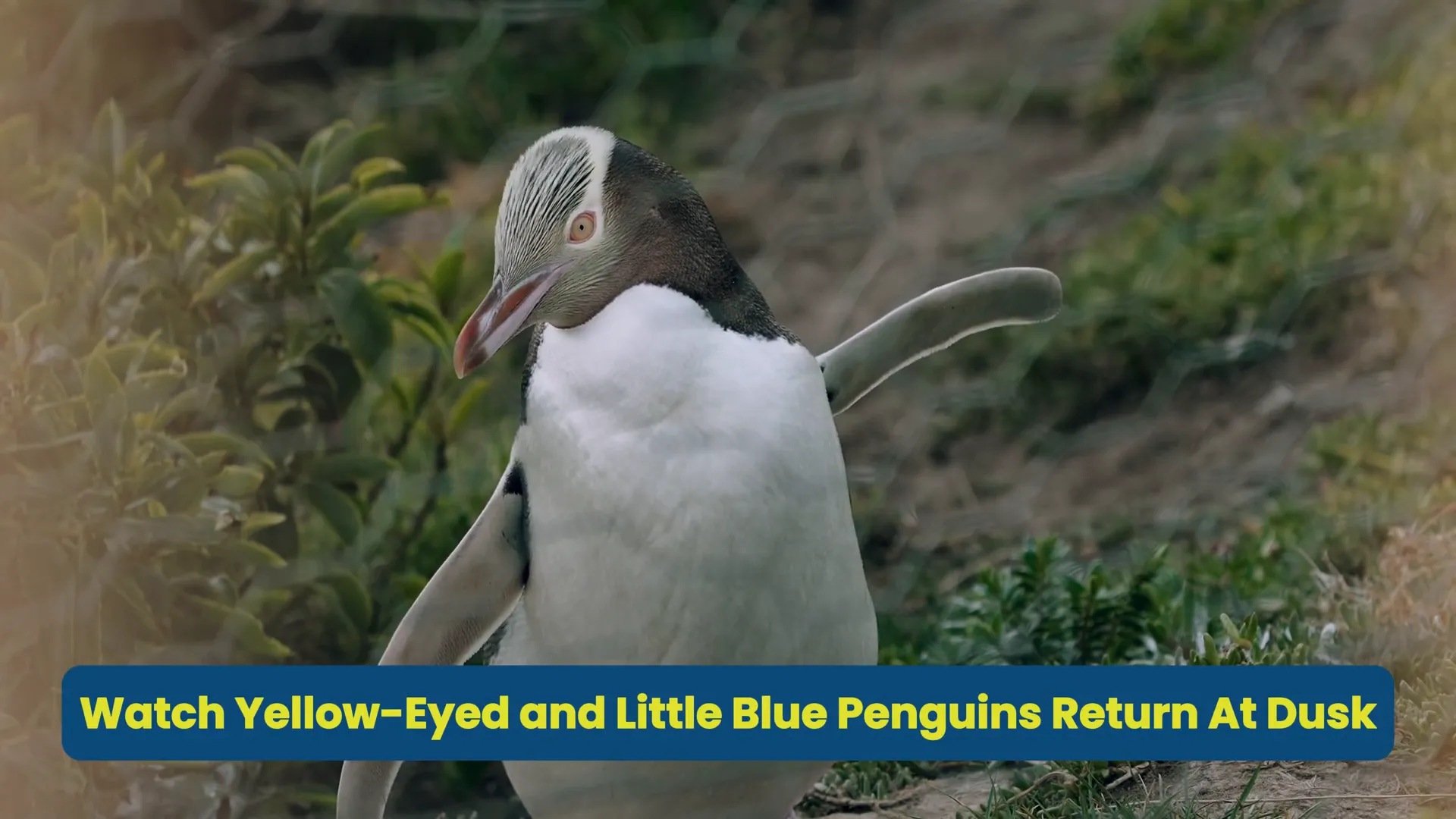 Yellow-eyed penguins returning to nests