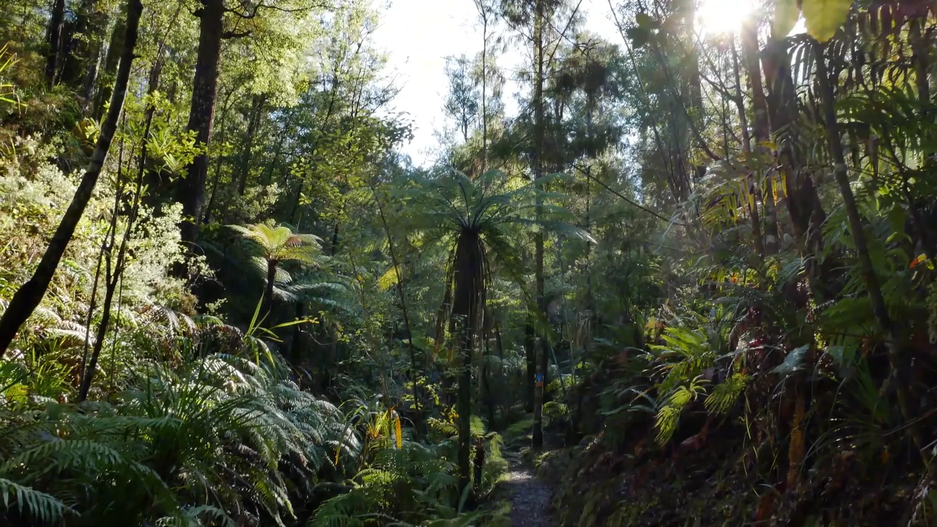 Walking the Abel Tasman Coast Track