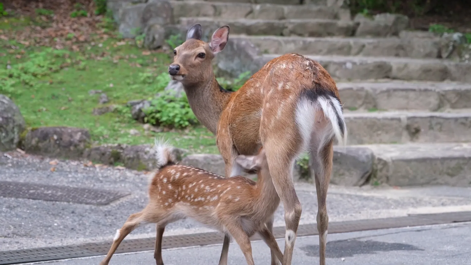 Daims à Nara