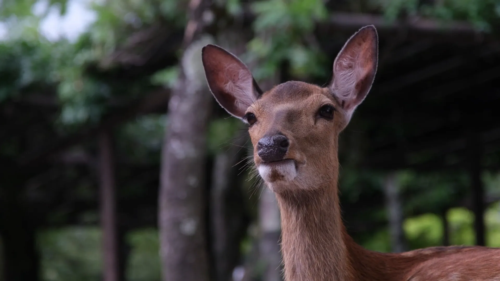 Daims à Nara