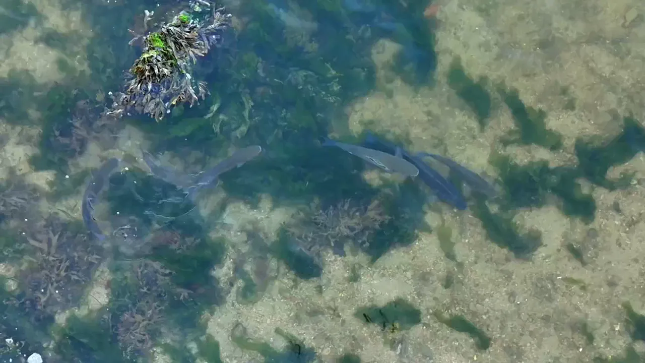Several fish in clear shallow water above patches of weed and pale seabed