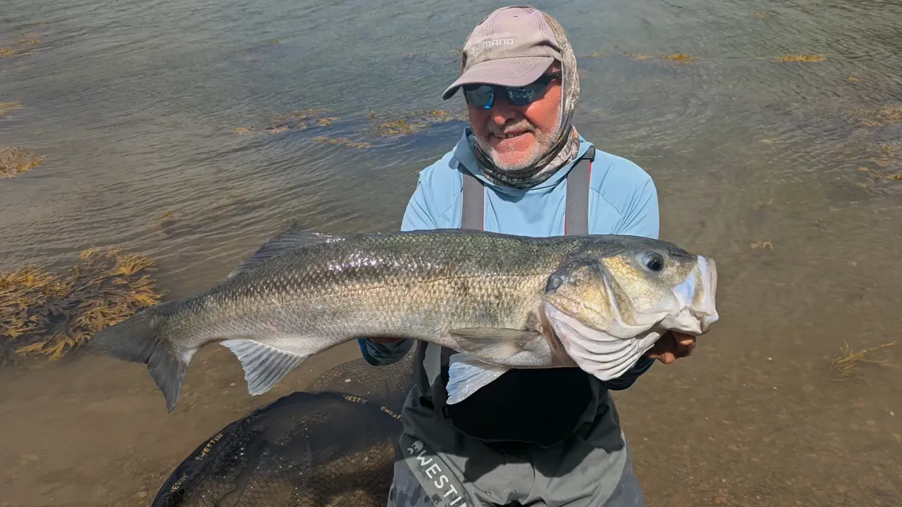An angler holding a large bass horizontally above a landing net in shallow water