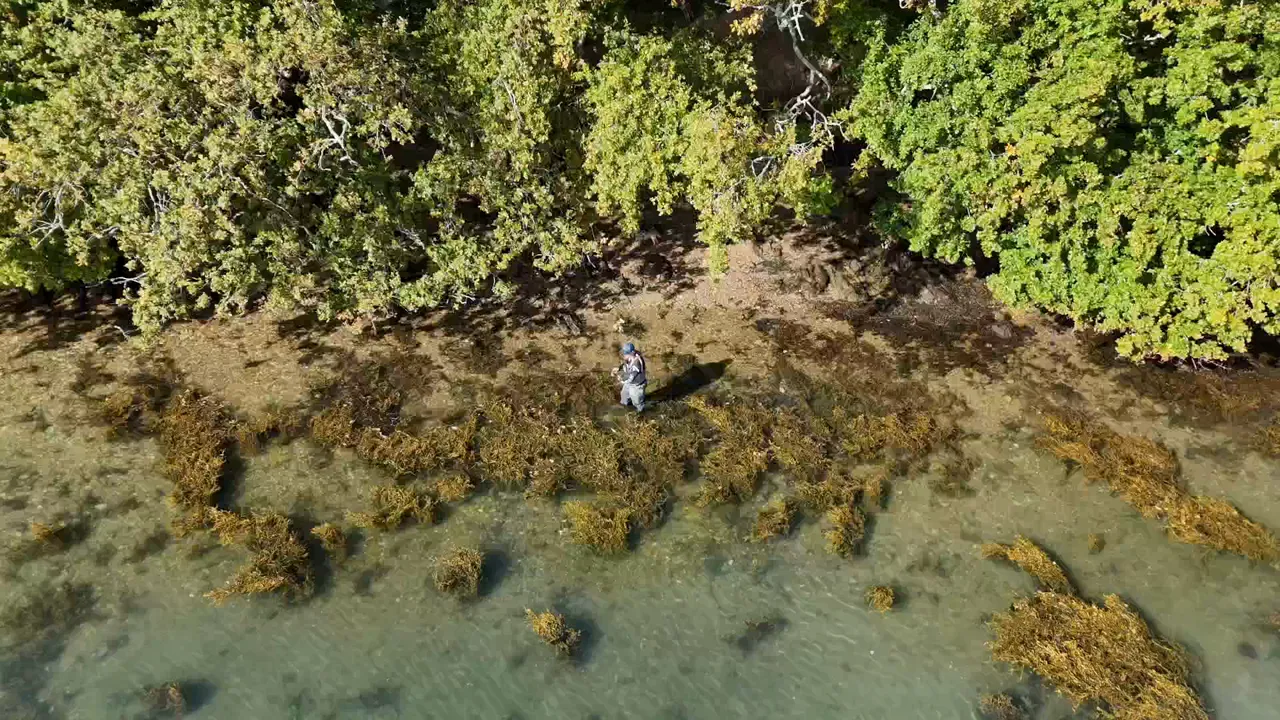 An aerial view of an angler beside shallow water with scattered weed-covered rocks and a tree-lined bank