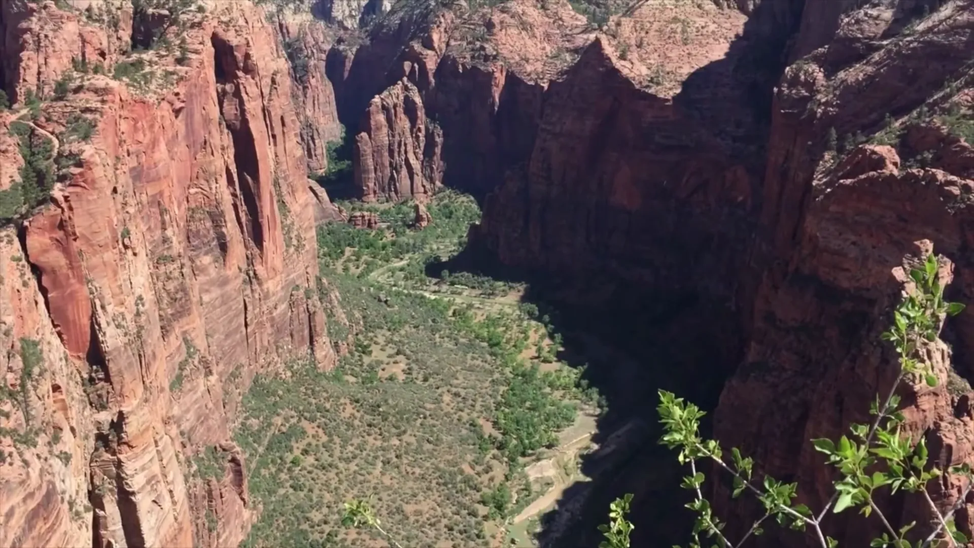 Springtime in Zion with blooming foliage