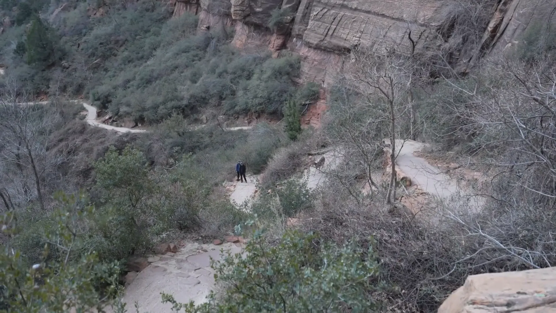 Deer spotted near the trail switchbacks