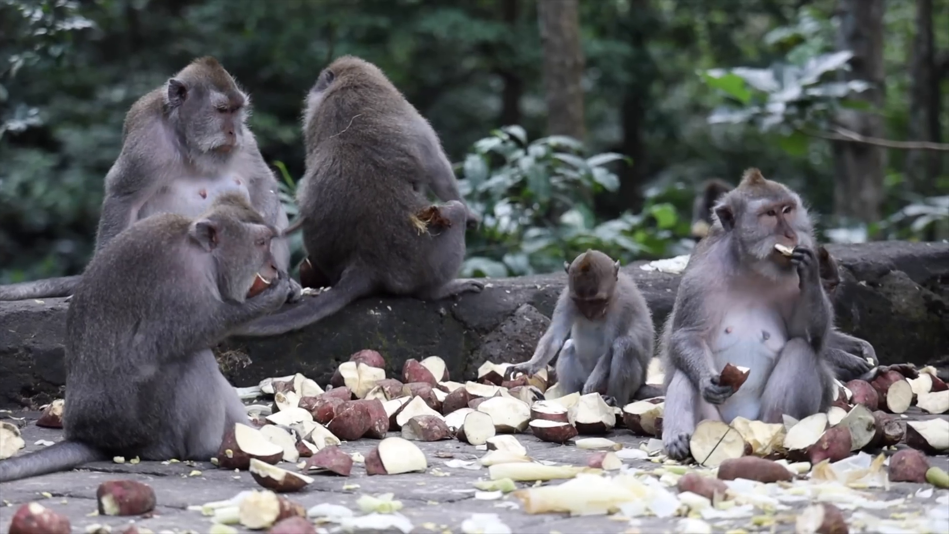 Monkey Forest in Ubud