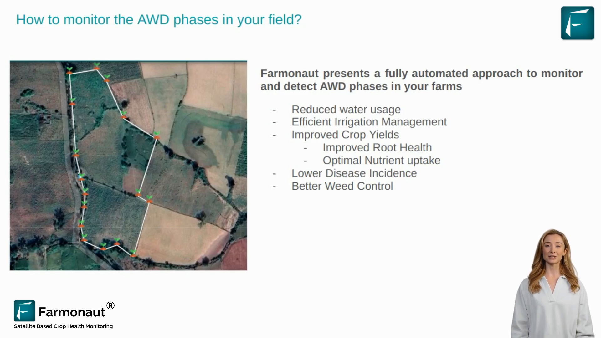 Comparison of rice plants grown with AWD vs traditional methods