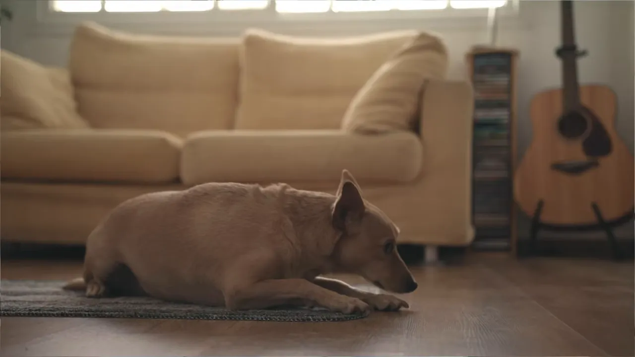 Small dog lying on a rug in a living room, illustrating pet presence and potential odors.