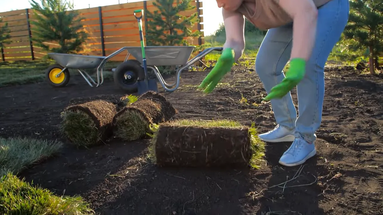 Close-up of installing sod and rolling grass in a landscaped yard