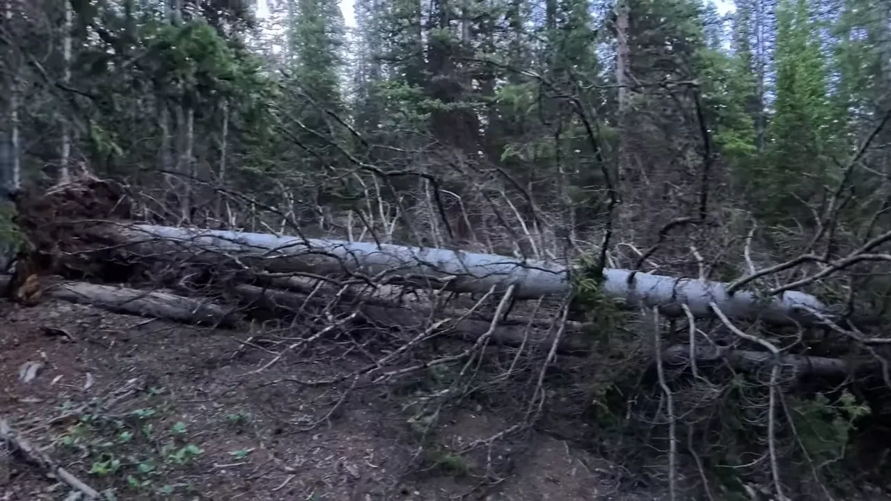 Large fallen tree trunk and branches lying across a forest trail