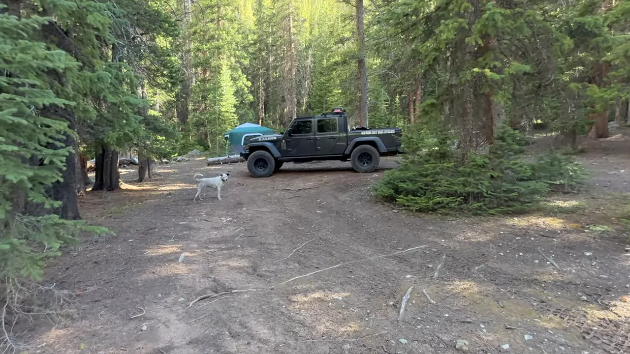 Pickup truck and dog in a broad dirt clearing surrounded by evergreen trees