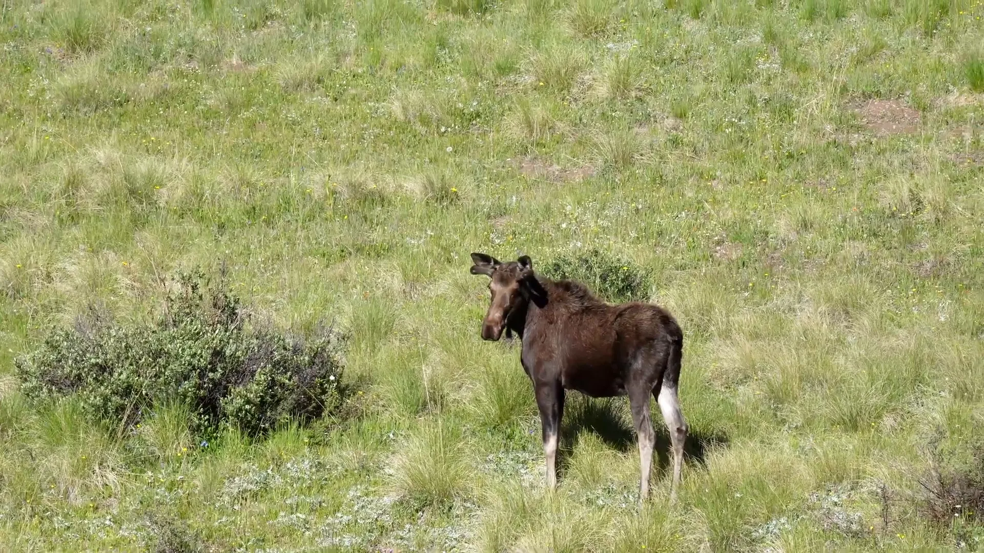 Young moose seen along the trail near Creede Colorado