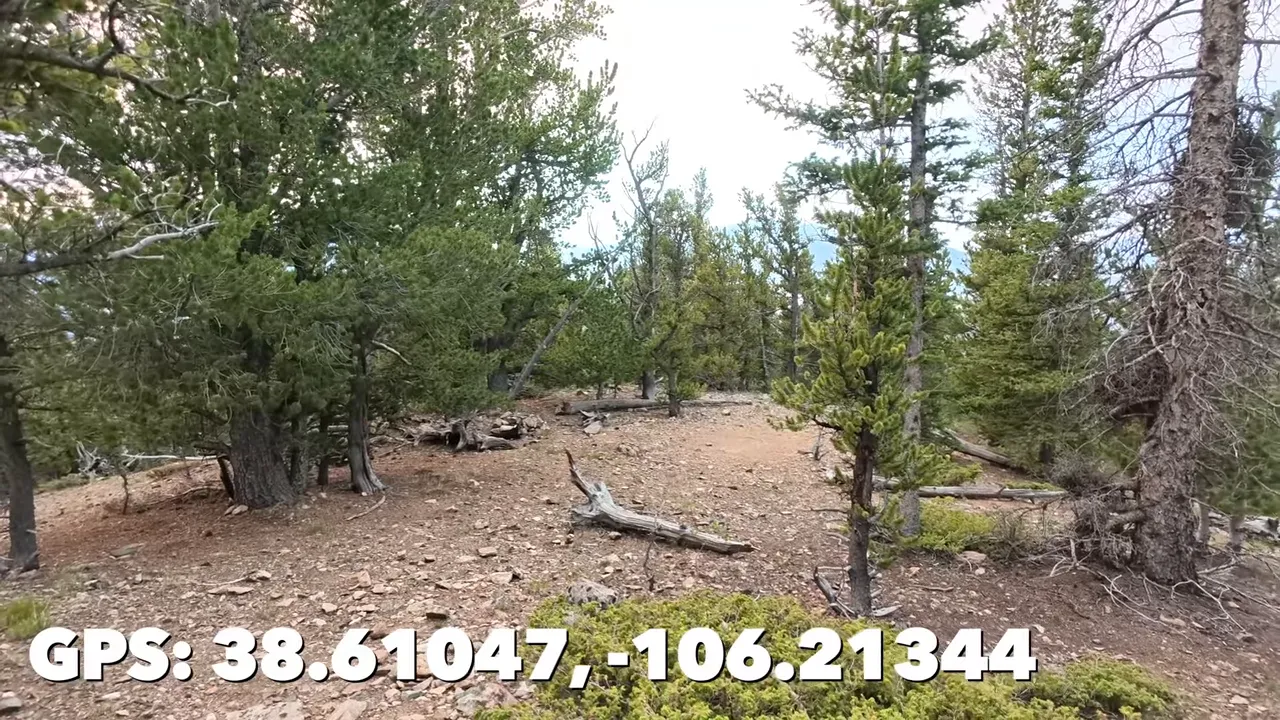 A cleared patch of ground among conifers with GPS coordinates 38.61047, -106.21344 displayed