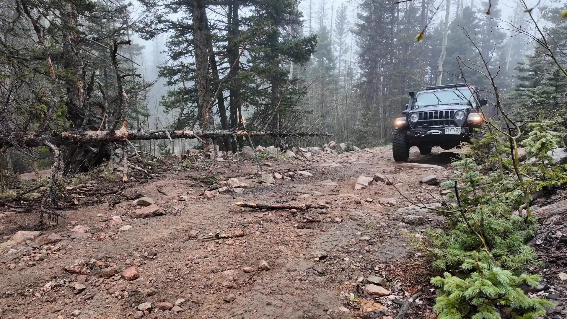 Fallen dead trees blocking trail