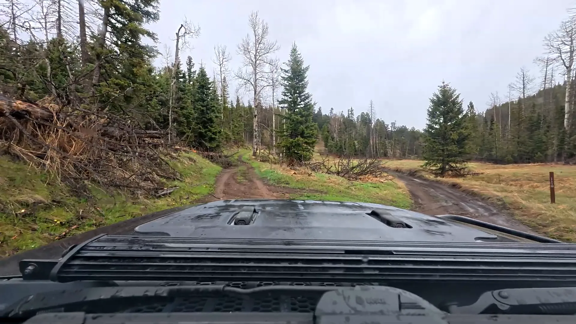 Chainsawed fallen tree opening trail access