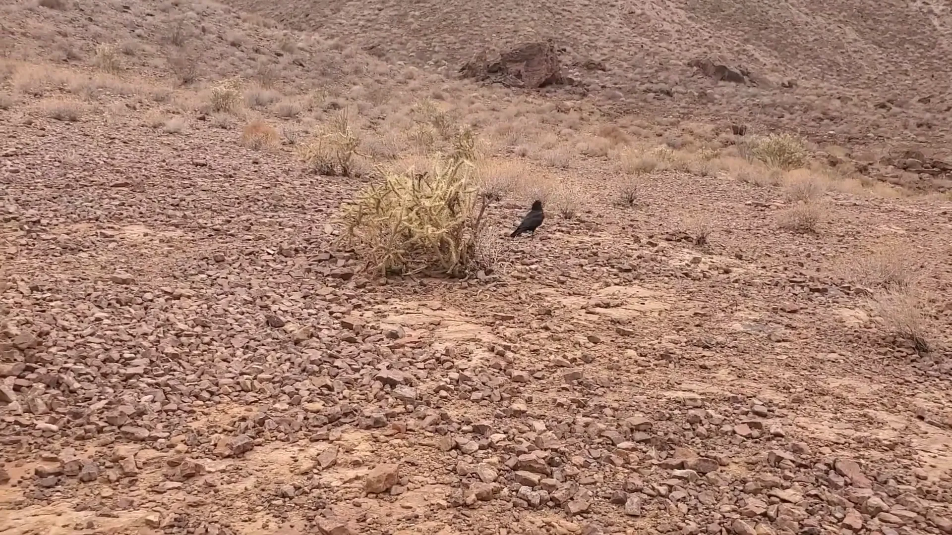 Spotting wildlife in the desert