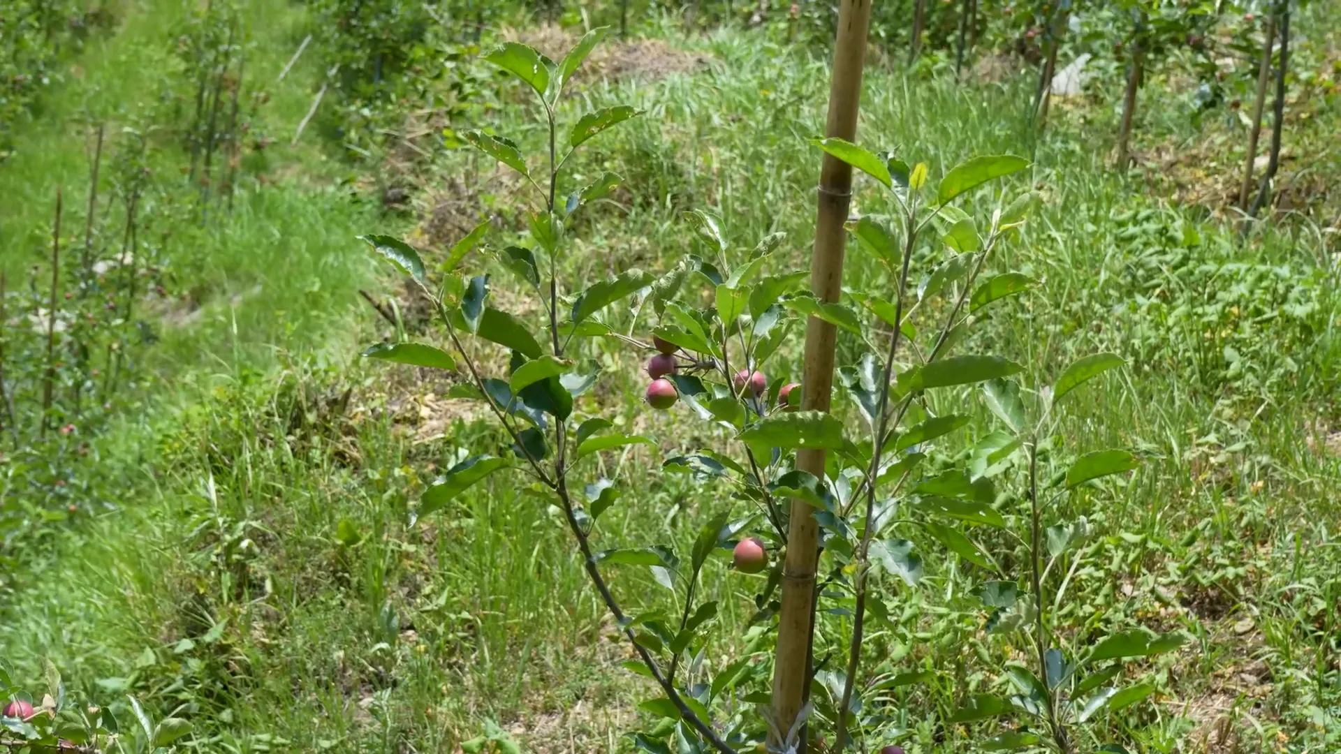 Apple Farm in Himalayas