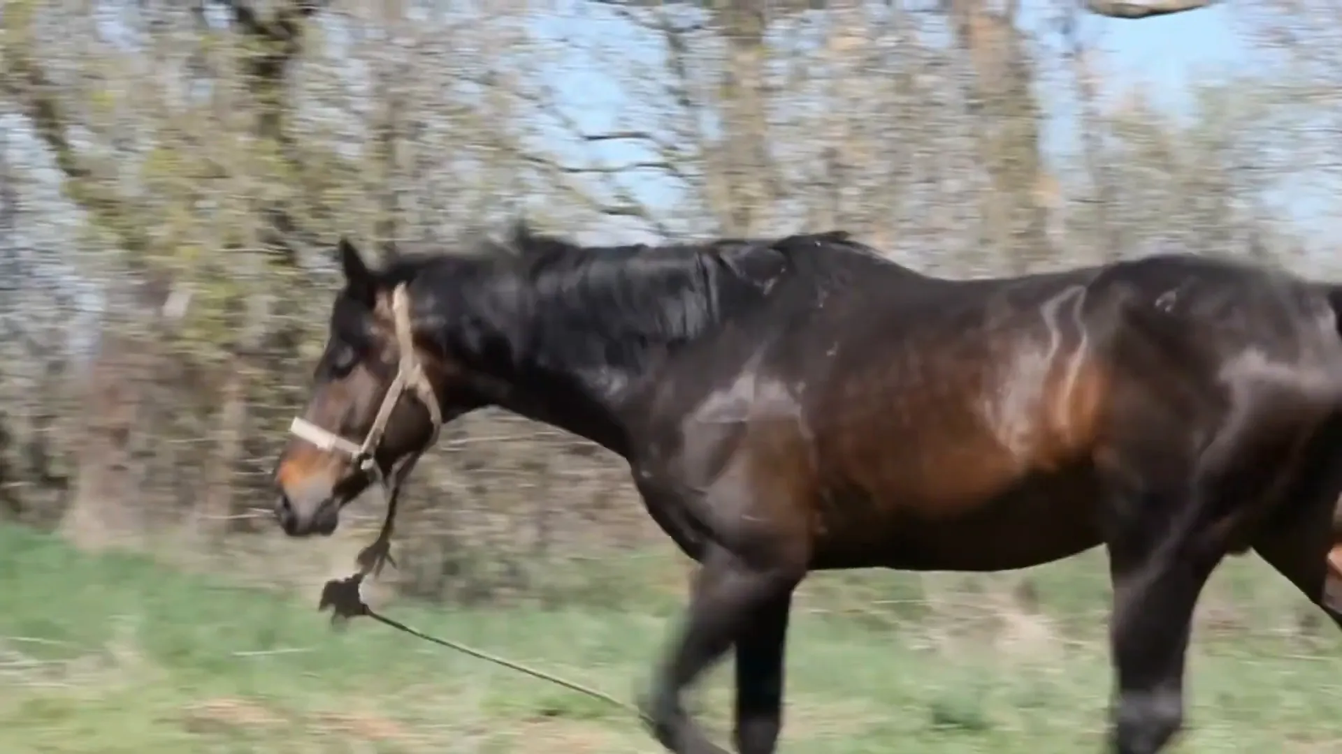 Different colors of horses in dreams