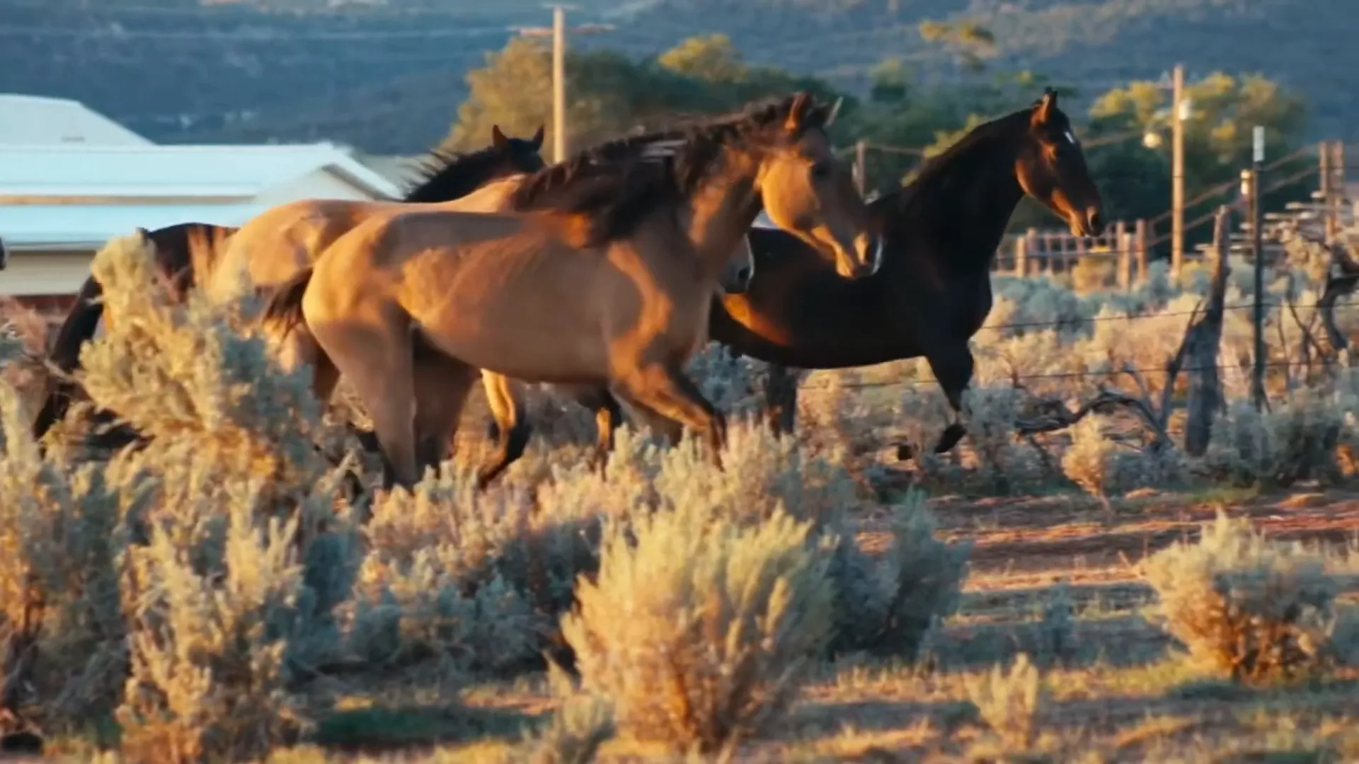 Dream of wild horses symbolizing lack of control