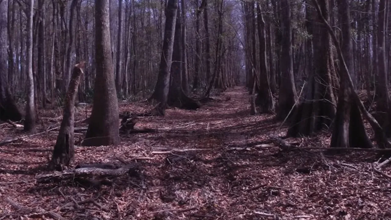 A wooded area at Portal Hunting Club where hunters discovered a torso