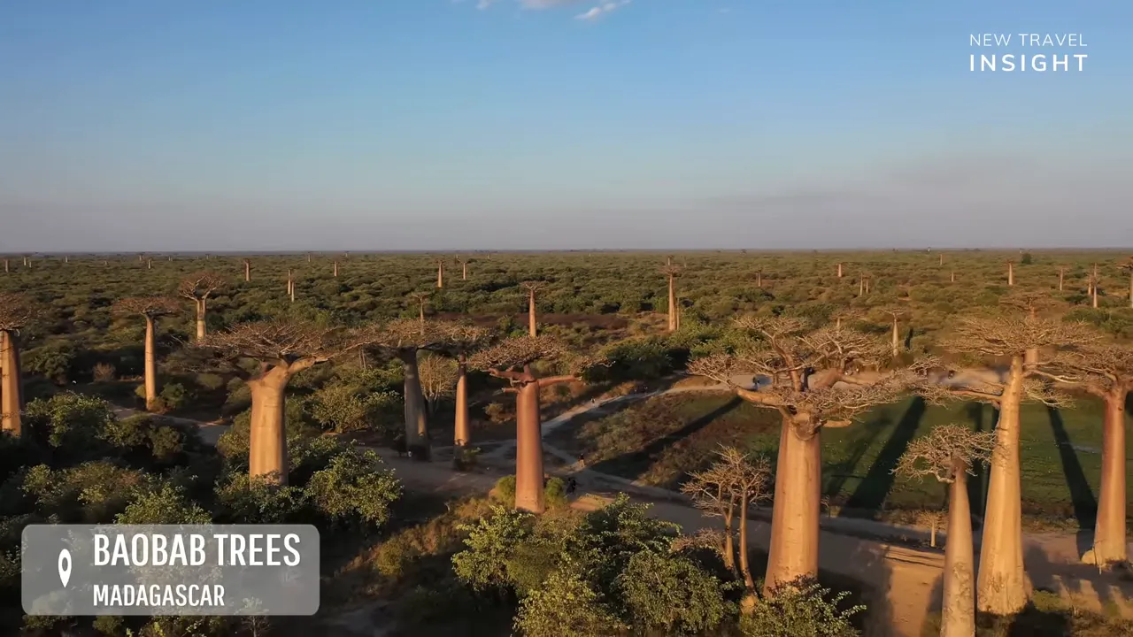 Wide aerial view of Madagascar baobab trees and dry bushland