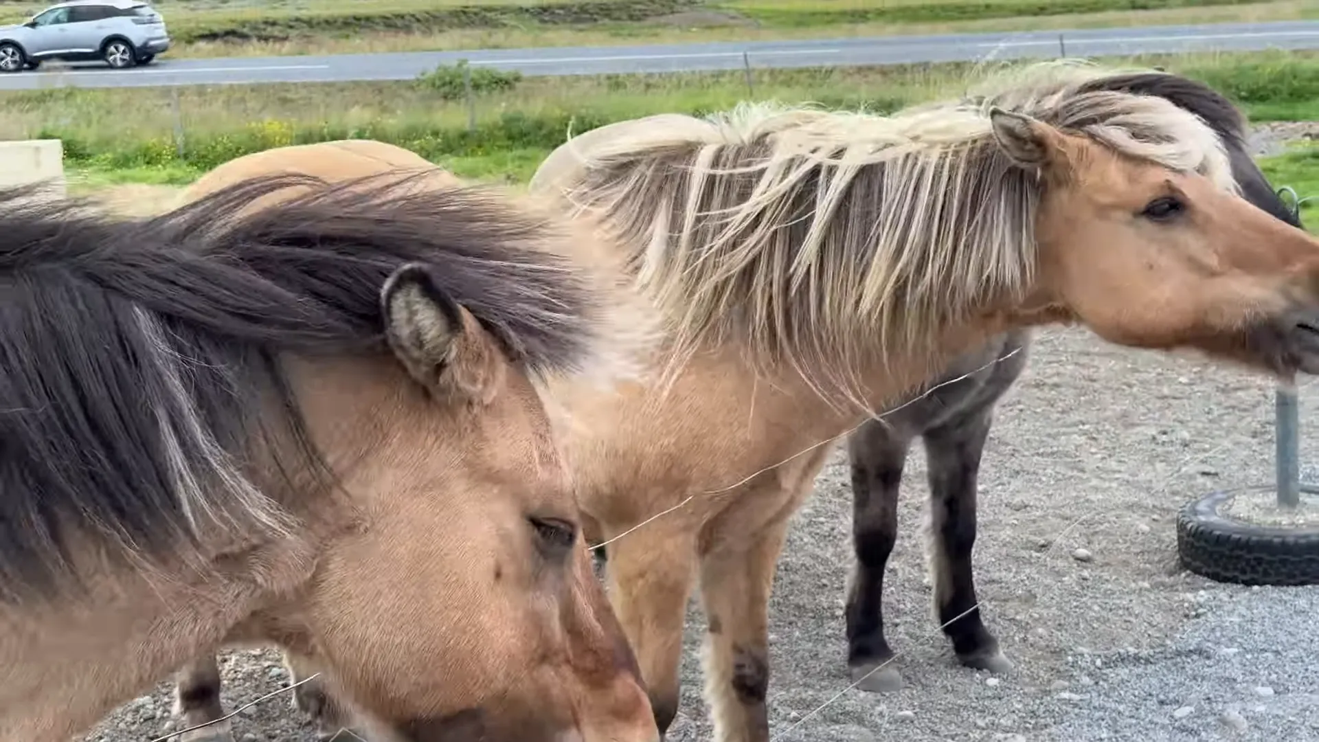 Icelandic horses in a field