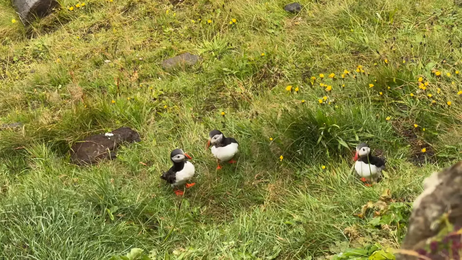 Puffins nesting on a cliff