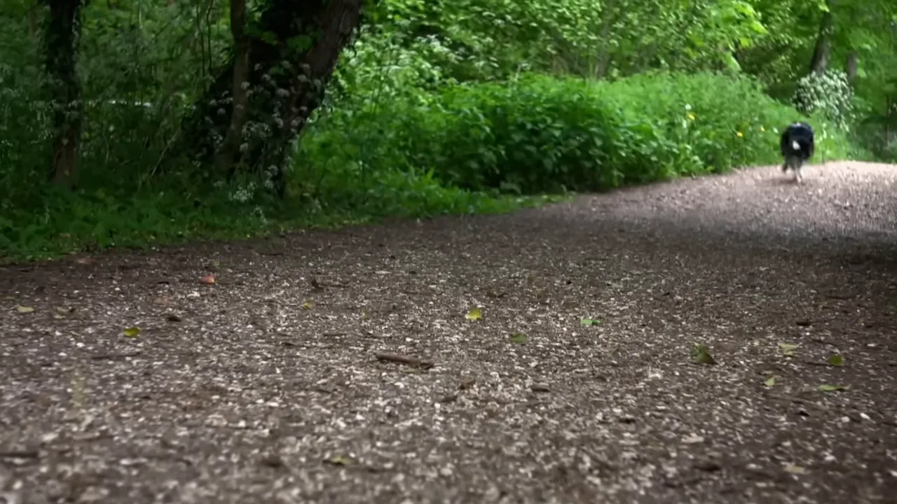 Collie Daisy returning alone to the village, dog waiting at a garden gate