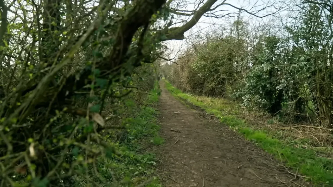 Hedge where investigators discovered a plastic bag with the underwear