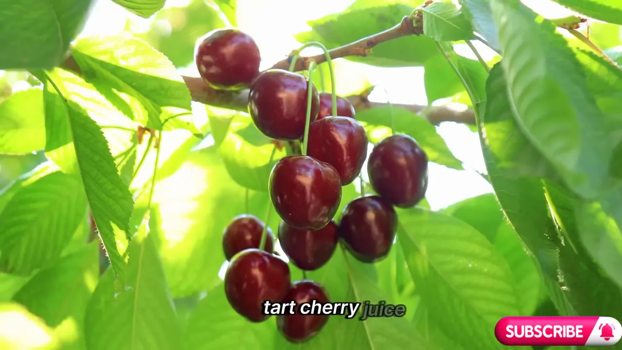 Tart cherries growing on a branch used to make tart cherry juice