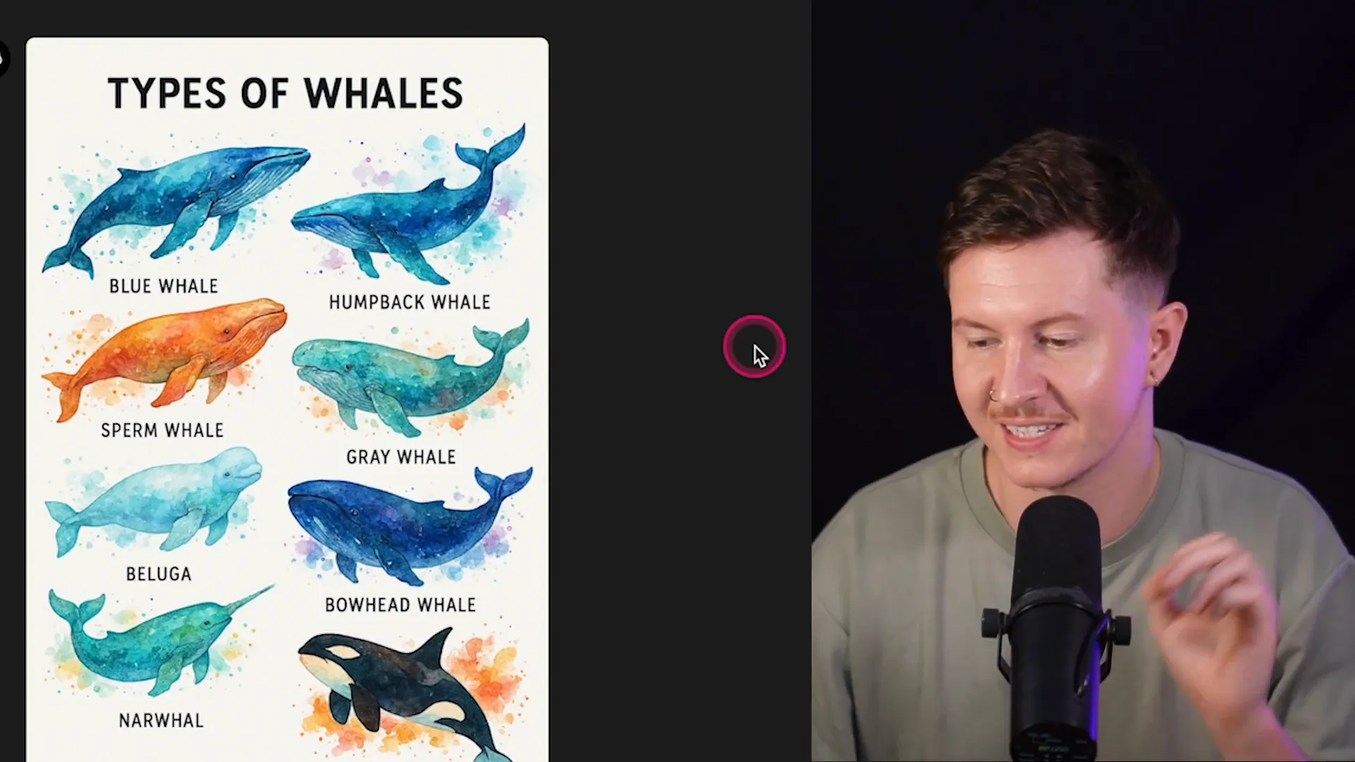 Anatomically correct whale illustrations