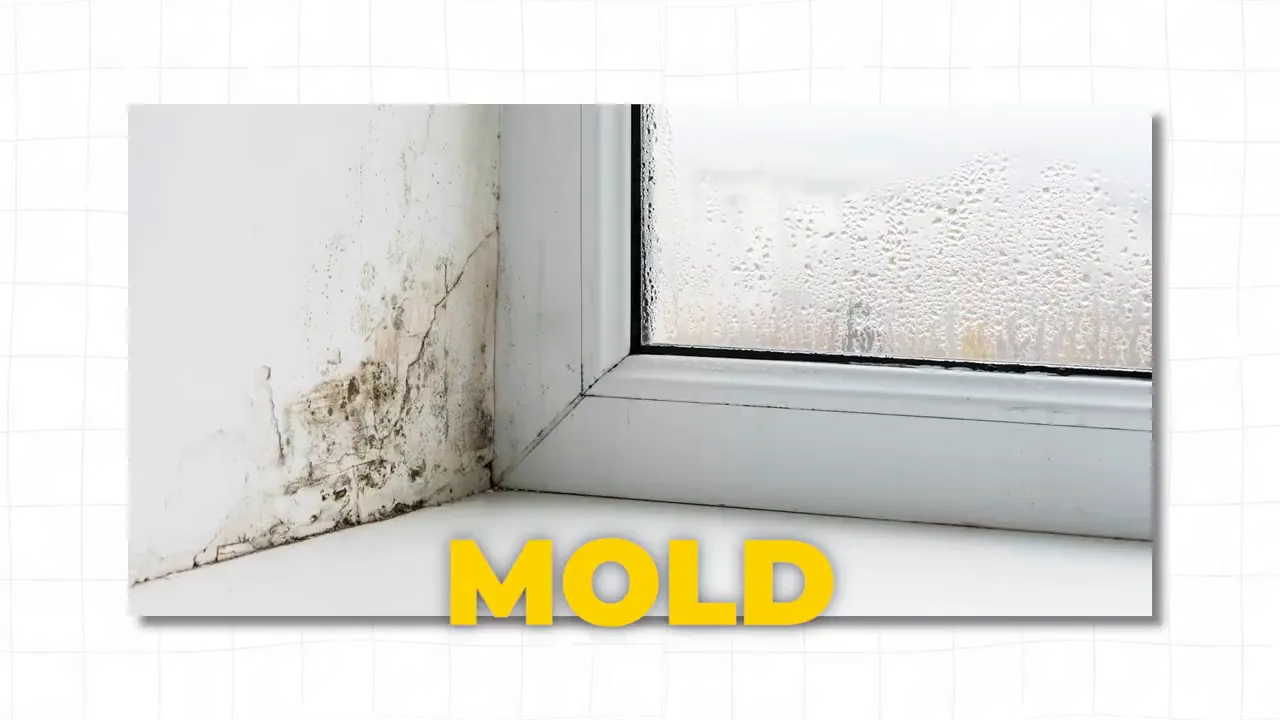 Mold growth in a home corner and window area
